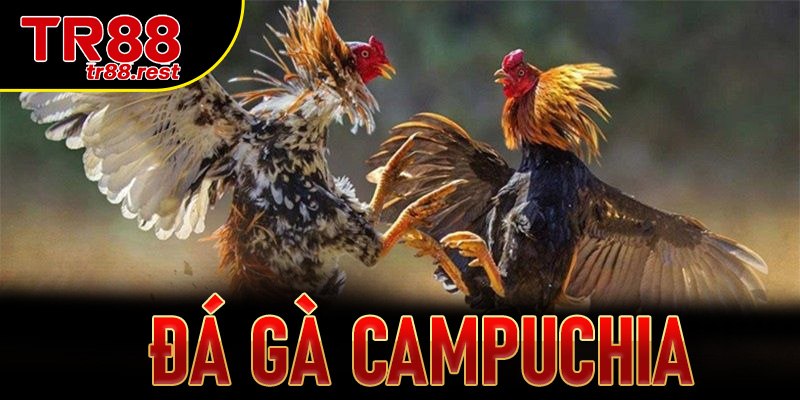 Đá gà Campuchia: Đỉnh cao cá cược trực tuyến