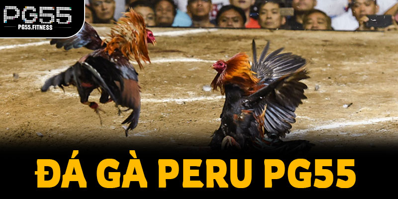 Đá Gà Peru PG55: Giải Mã Sức Mạnh Chiến Kê Khổng Lồ Ngoại Nhập